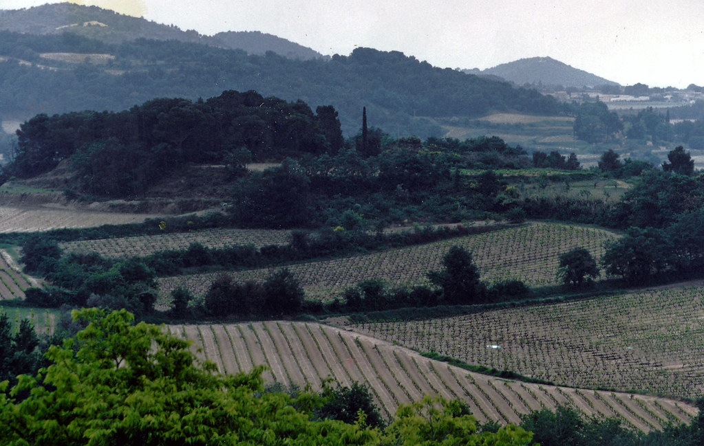 Vignoble de Provence baigné de soleil, berceau du vin rosé