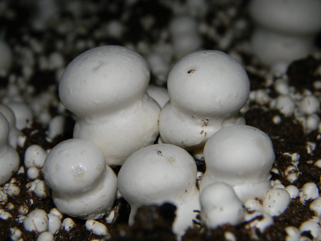 Champignons de Paris frais posés sur un plan de travail