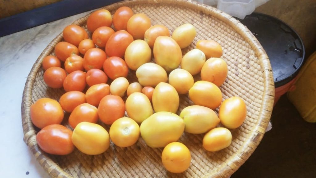 Tomates rouges bien mûres, ingrédient principal du gaspacho andalou