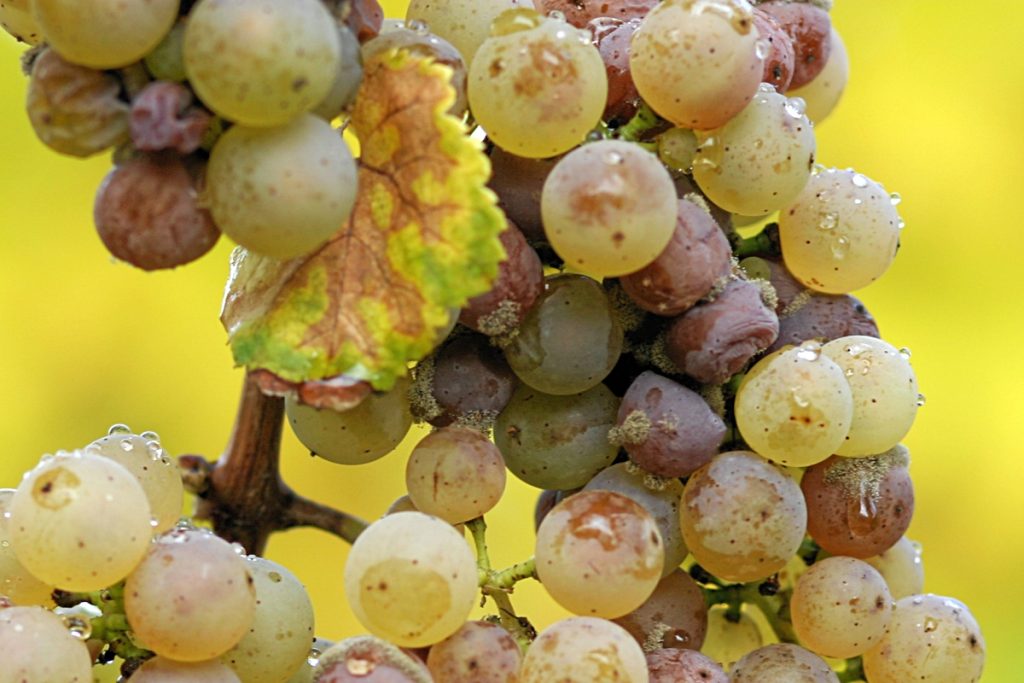 Grappes de Riesling à maturité sur pied de vigne en Alsace