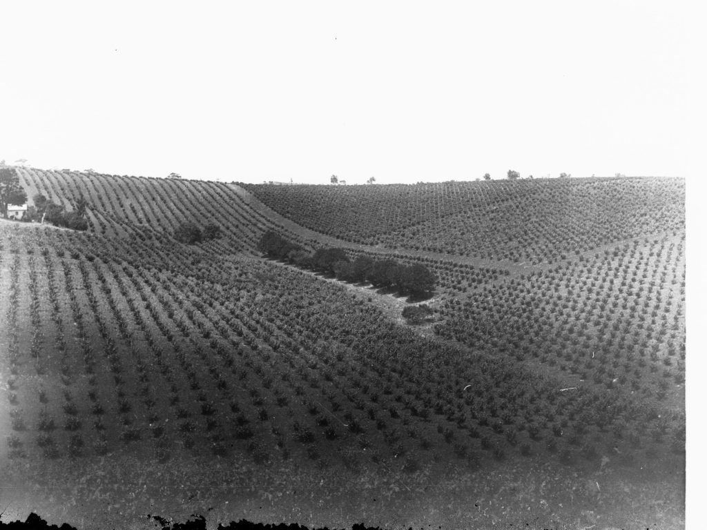 Verre de vin blanc devant un paysage de vignoble