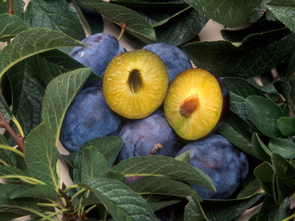 Mirabelles jaunes dorées fraîchement récoltées pour un clafoutis