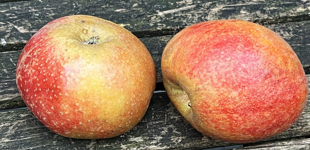 Pommes Belle de Boskoop, une des meilleures variétés pour la compote