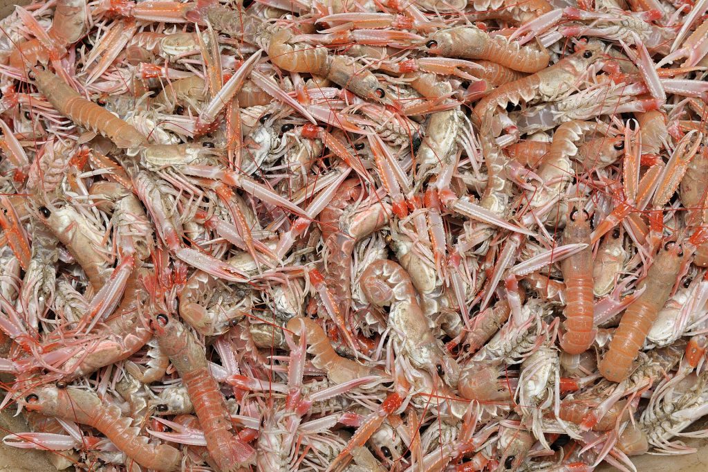 Langoustines fraiches entieres pretes a etre cuites