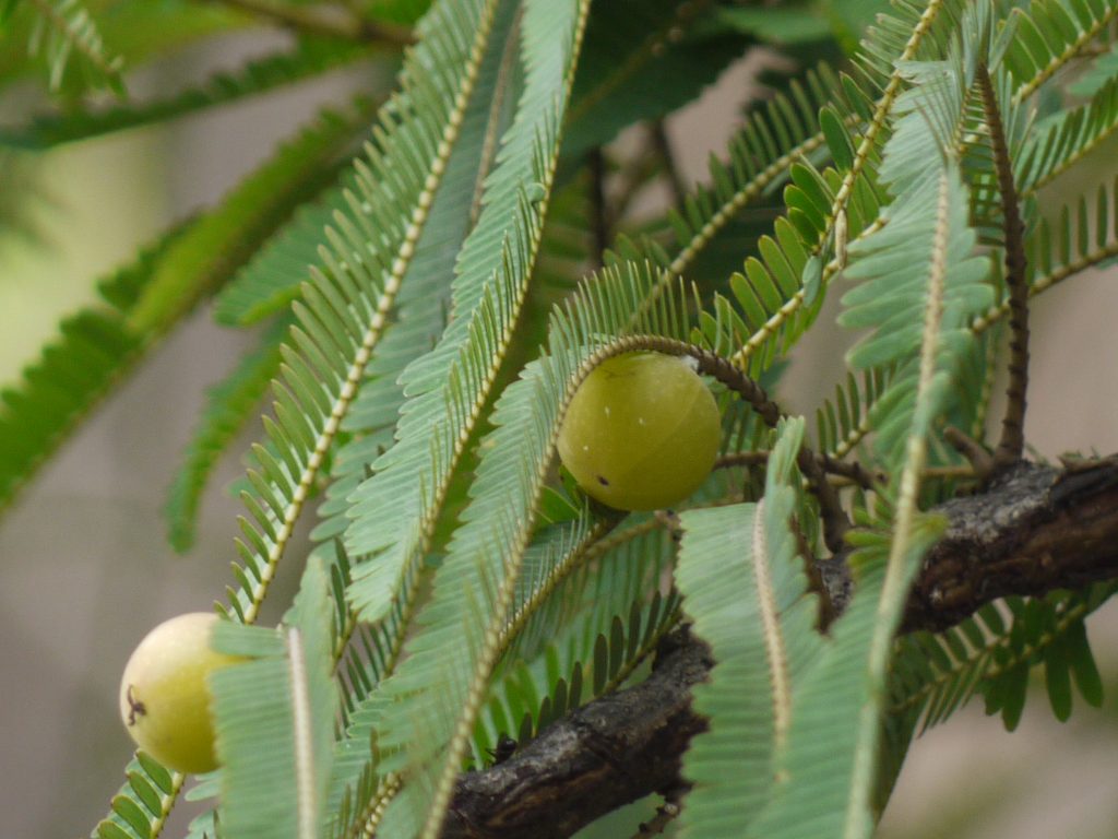 Fruits d'emblic ou amla, groseille indienne verte, autre fruit commençant par un E