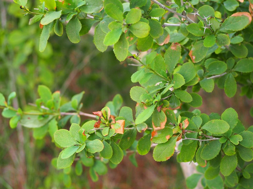 Grappes de baies rouges d'épine-vinette, un fruit commençant par un E, sur leur arbuste