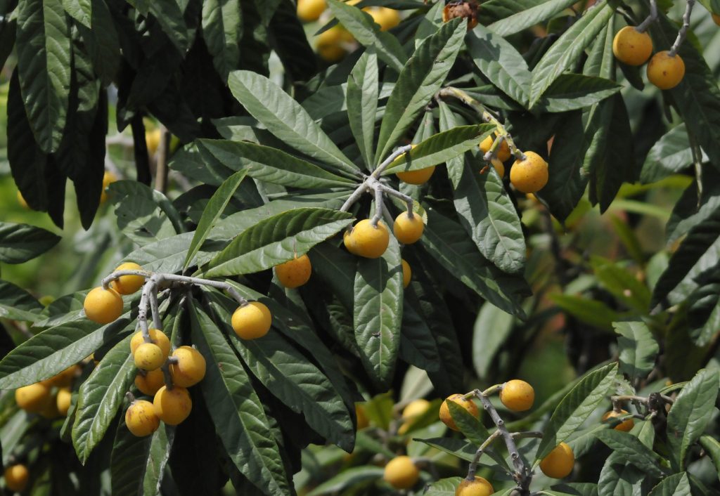 Nèfles du Japon orangées, fruits de l'ériobotrya, sur une branche