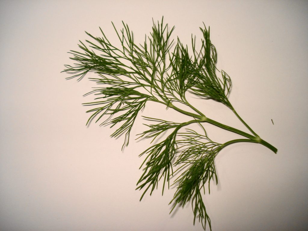 Bouquet d'aneth frais aux fines feuilles plumeuses